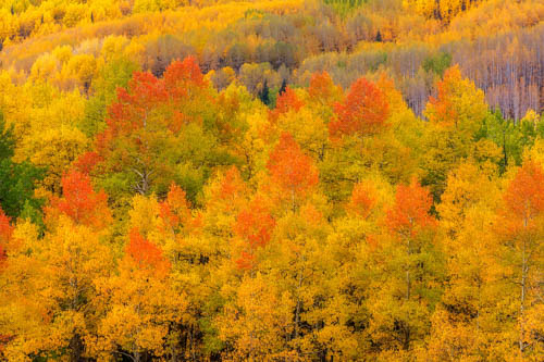 Orange - Yellow Aspen Grove