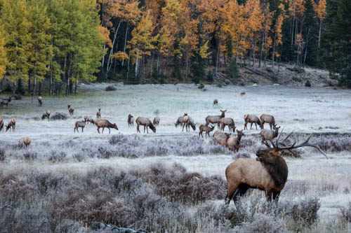 Bugling Elk, Colorado