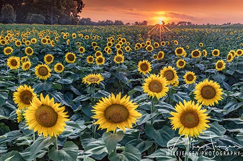 Sunflower Sunburst