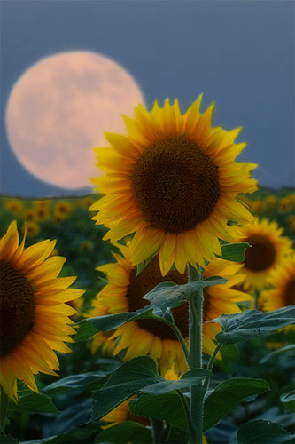 Sunflower - Full Moon