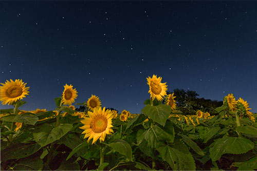 Sunflower Light Painting